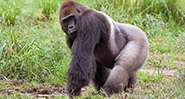 Portrait of western lowland gorilla (Gorilla gorilla gorilla), Bayanga, Central African Republic